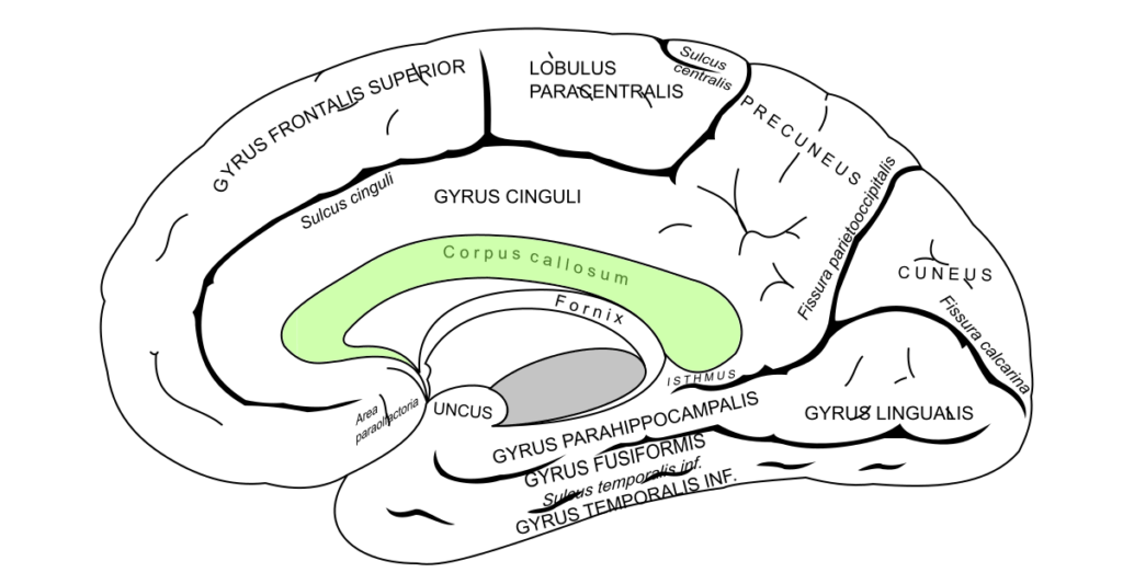 Die menschlichen Gehirnanatomie mit Beschriftungen der verschiedenen Regionen. Grün markiert das Corpus callosum.
