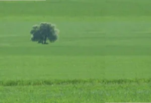 Ein einzelner Baum steht inmitten einer weitläufigen, saftig grünen Wiese. Der Horizont ist flach, und das Bild strahlt eine ruhige, minimalistische Atmosphäre aus.