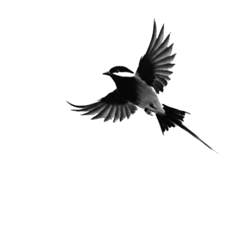 Eine minimalistische Sumi-e-Tuschezeichnung eines kleinen Vogels im japanischen Stil. Das Bild verwendet ausdrucksstarke schwarze Pinselstriche auf weißem Papier und konzentriert sich auf die wesentliche Form, Bewegung und den negativen Raum, um eine ruhige und elegante Zen-Ästhetik zu erzeugen.