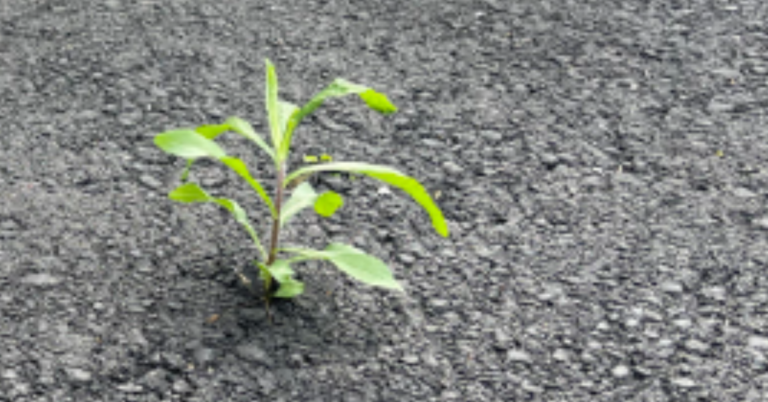 Een klein, veerkrachtig groen plantje breekt door donkergrijs asfalt, symbool voor groei en het overwinnen van beperkingen.