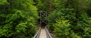 Eine malerische Holzbrücke spannt sich über einen klaren, blauen Fluss, der durch einen lebendigen Wald fließt.