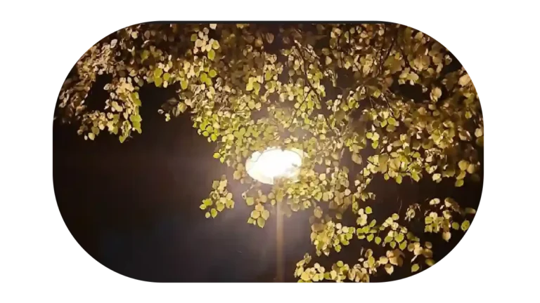 Straßenlaterne scheint nachts von unten durch den dichten Wirwar von Baumblättern.
