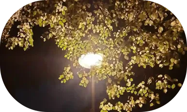 Straßenlaterne scheint nachts von unten durch den dichten Wirwar von Baumblättern.