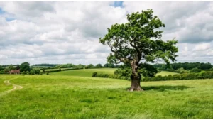 Malerische Sommerlandschaft mit einem unbefestigten Feldweg, der durch saftig grüne Wiesen voller gelber Wildblumen zu einem traditionellen Bauernhof führt. Rechts im Bild steht eine stattliche, alte Eiche mit ausladender Krone unter einem hellblauen Himmel mit weißen Wolken.